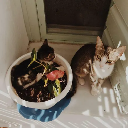 The Oceanographer's Home, A Chora Hideaway 度假居 *