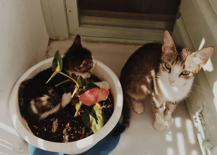 The Oceanographer's Home, A Chora Hideaway 펜션 *